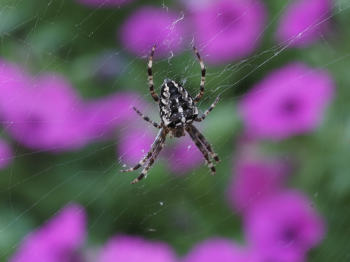 Cross Orbweaver