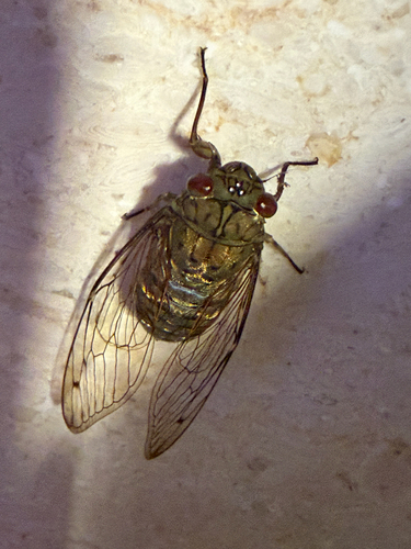 Purana ubina