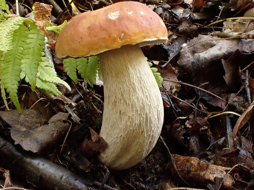 Chippewa Bolete