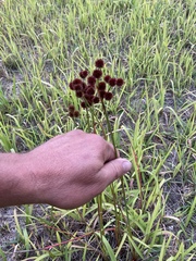 Juncus scirpoides
