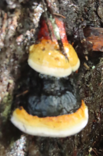 Red-banded Polypore