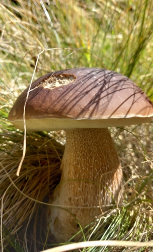 King Bolete
