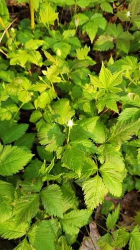 Rubus pubescens, photograph 4