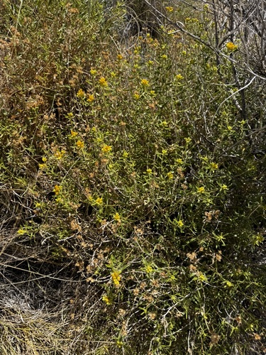 Gutierrezia microcephala