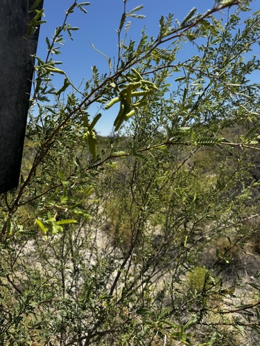 Strombocarpa pubescens