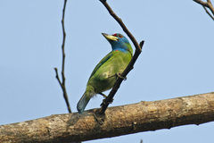 Psilopogon asiaticus