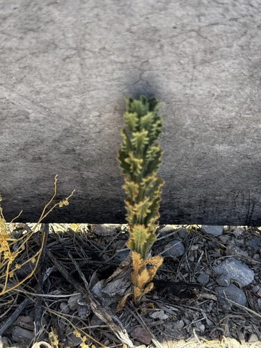 Laennecia coulteri