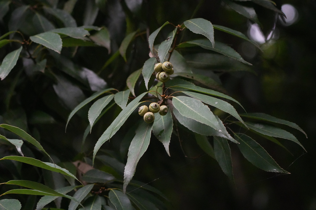 Quercus myrsinifolia; photograph (c) WATANABE Hitoshi 渡辺仁, some rights reserved (CC BY)