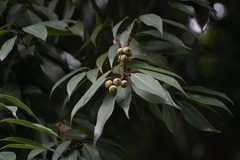 Quercus myrsinifolia