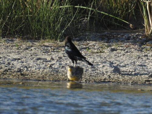 Western Meadowlark