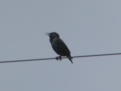 European Starling
