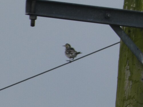 Pied Wagtail