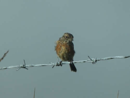 European Stonechat