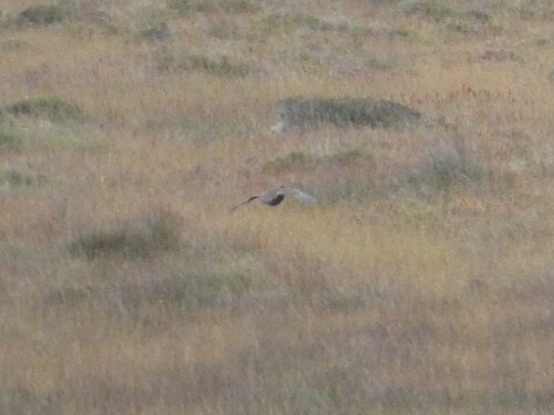Irish Red Grouse