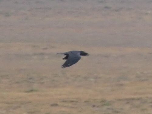 Common Raven