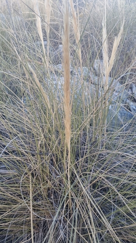 Alfa Grass