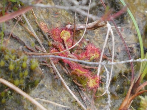 round-leaved sundew