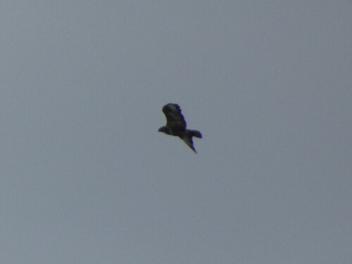 Common Buzzard