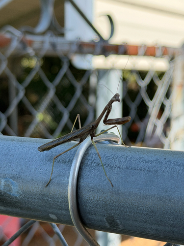 Carolina Mantis