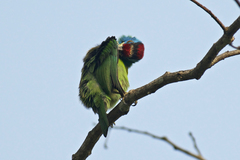 Psilopogon asiaticus