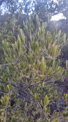 Olive