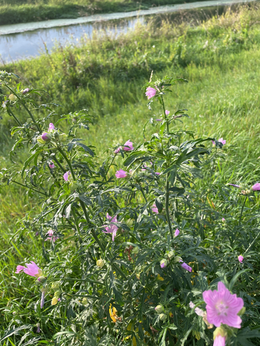 Malva alcea, photograph 6