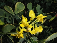 Coronilla valentina glauca
