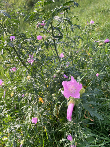 Malva alcea, photograph 5