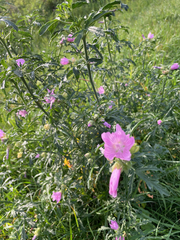 Malva alcea, photograph author not stated, no rights reserved