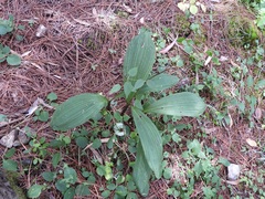 Govenia liliacea
