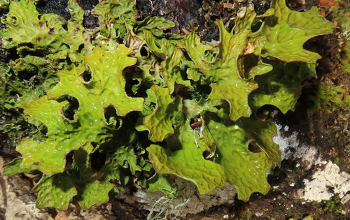 Tree Lungwort