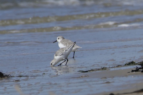 iNaturalist: (c) Cindy Haddon Andrews, some rights reserved (CC BY-NC), uploaded by Cindy Haddon Andrews iNaturalist image