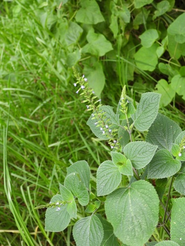 Salvia tiliifolia, photograph 5