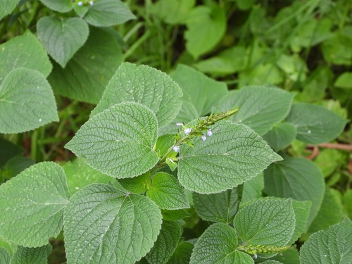 Salvia tiliifolia, photograph 4