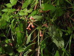 Stachys coccinea, photograph (c) Neptalí Ramírez Marcial, some rights reserved (CC BY)