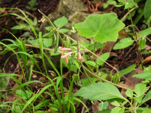 Stachys coccinea, photograph 6