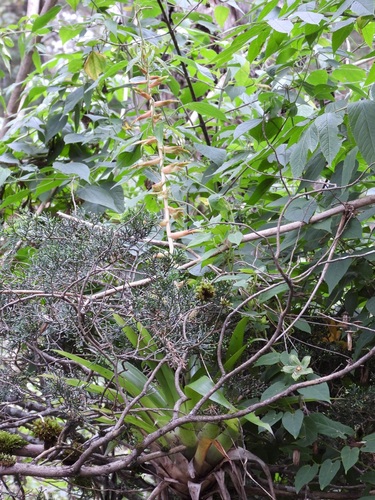 Tillandsia guatemalensis, photograph 1