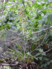 Tillandsia guatemalensis