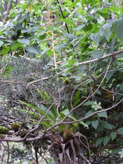 Tillandsia guatemalensis, photograph (c) Neptalí Ramírez Marcial, some rights reserved (CC BY)