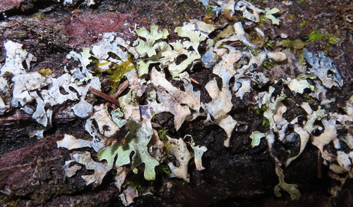 Netted shield lichen