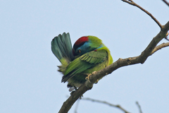 Psilopogon asiaticus