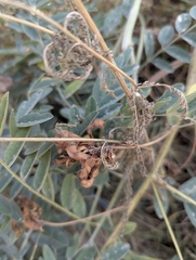 Sophora alopecuroides