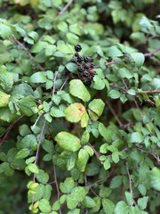 Rubus ulmifolius, photograph (c) Jose Gutierrez Higa, some rights reserved (CC BY)