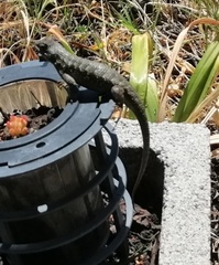 Sceloporus occidentalis