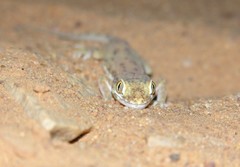 Stenodactylus petrii