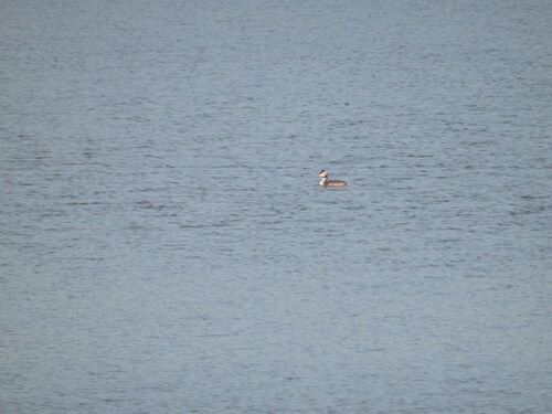 iNaturalist image