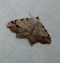 Macaria aequiferaria