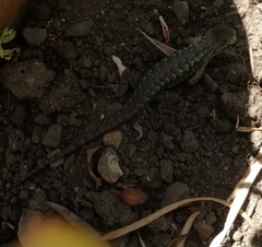 Sceloporus occidentalis