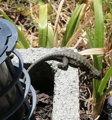 Sceloporus occidentalis