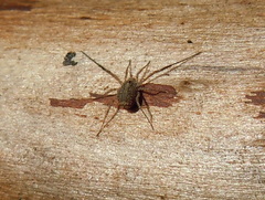 Lacinius horridus